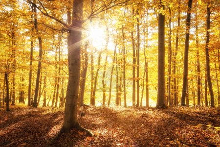 Téléchargez les photos : Belle forêt d'automne dorée à Sachsen-Anhalt, Allemagne - en image libre de droit