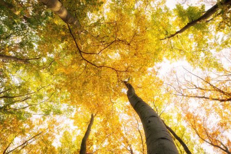 Foto de Árboles de otoño con hojas amarillas, vista inferior - Imagen libre de derechos