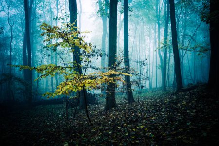 Téléchargez les photos : Forêt mystérieuse avec brouillard. paysage d'automne. - en image libre de droit