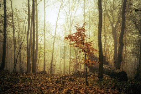 Nebeliger Herbstwald am Morgen