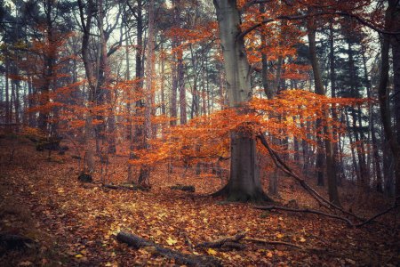 Téléchargez les photos : Forêt d'automne aux feuilles d'orange - en image libre de droit
