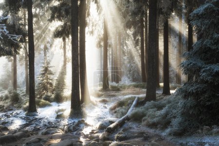 Téléchargez les photos : Belle matinée d'hiver dans la forêt avec des rayons de soleil - en image libre de droit