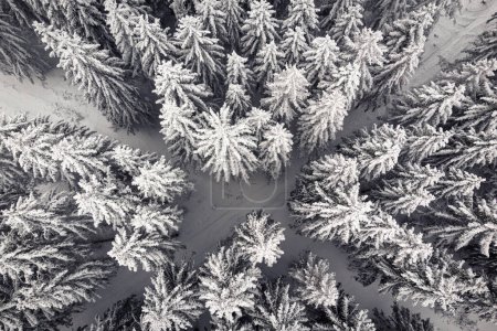 Foto de Vista aérea del hermoso bosque cubierto de nieve en invierno - Imagen libre de derechos