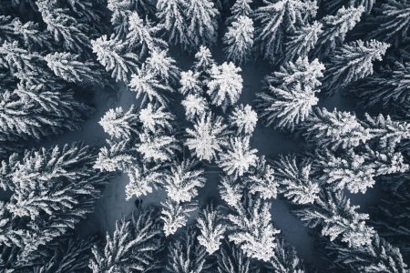 Téléchargez les photos : Vue aérienne de la belle forêt enneigée en hiver - en image libre de droit