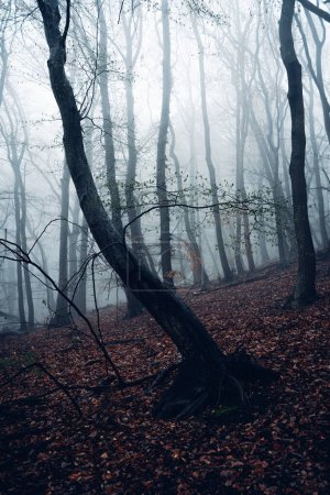 Photo for Beautiful foggy landscape with scenic forest, trees and fog - Royalty Free Image