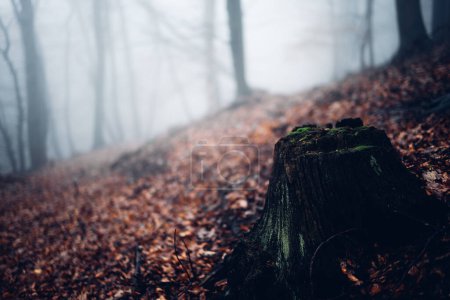 Foto de Vista de cerca del tocón del árbol en el bosque con niebla - Imagen libre de derechos