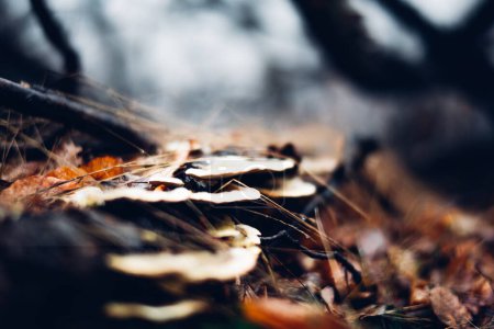 Téléchargez les photos : Vue rapprochée d'un tas de champignons au sol dans les bois - en image libre de droit
