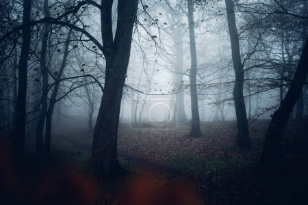 Téléchargez les photos : Beau paysage brumeux avec forêt pittoresque, arbres et brouillard - en image libre de droit