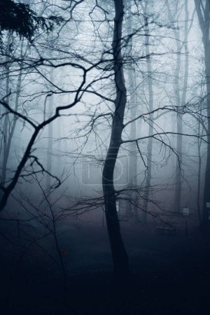 Téléchargez les photos : Beau paysage brumeux avec forêt pittoresque, arbres et brouillard - en image libre de droit