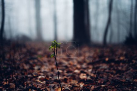 Photo for Small plants sprouting out of the ground in a forest - Royalty Free Image