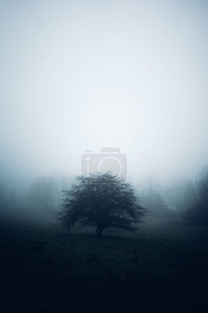 Téléchargez les photos : Vue panoramique sur les arbres dans un champ brumeux - en image libre de droit