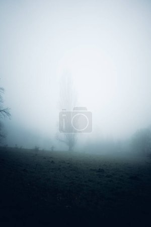 Photo for Foggy field with scenic trees in the distance - Royalty Free Image