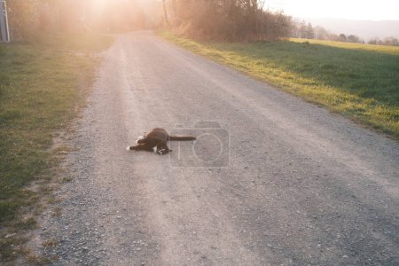 Photo for Cute cat laying on rural road in countryside in the evening - Royalty Free Image