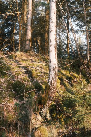 Téléchargez les photos : Vue à angle bas de la belle forêt avec de grands arbres pittoresques - en image libre de droit