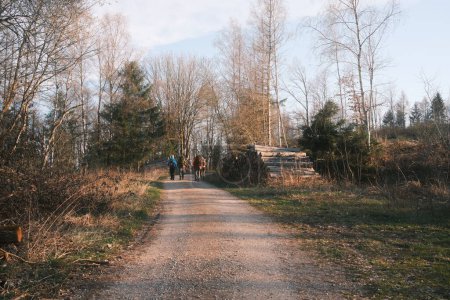 Téléchargez les photos : Vue arrière du groupe de personnes avec des sacs à dos marchant sur le chemin de terre dans la forêt - en image libre de droit