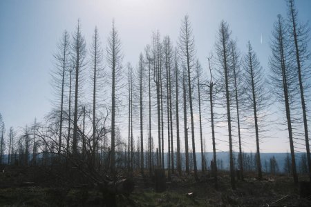 Téléchargez les photos : Montagnes avec des arbres morts dans le parc national du Harz. Couper des arbres dans la forêt - en image libre de droit