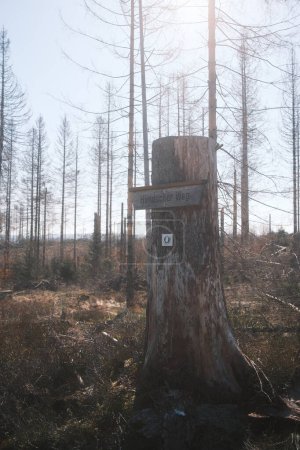 Foto de Tocón de árbol con letrero de madera Hundscher Weg en el bosque - Imagen libre de derechos