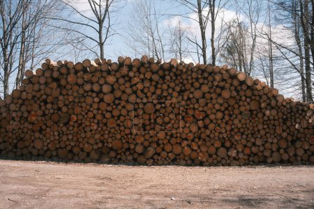 Photo for A pile of logs in a forest with trees in the background - Royalty Free Image