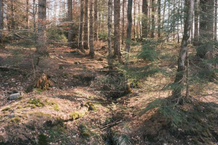 Téléchargez les photos : Belle forêt avec un ruisseau qui coule près des arbres - en image libre de droit