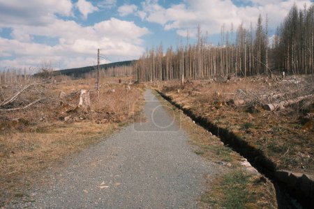 Téléchargez les photos : Chemin de terre avec une forêt en arrière-plan - en image libre de droit