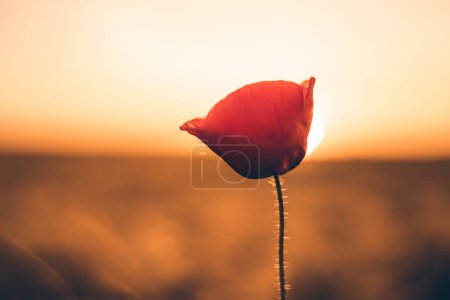 Téléchargez les photos : Belle fleur de pavot rouge dans un champ au coucher du soleil - en image libre de droit