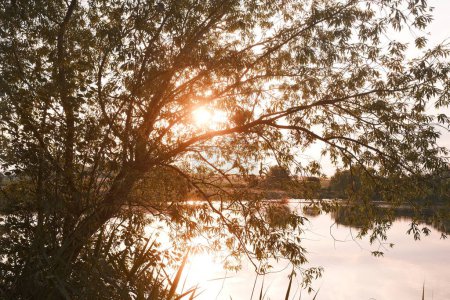 Téléchargez les photos : Belle vue sur les arbres avec le soleil brille à travers les branches sur la côte du lac pittoresque pendant le coucher du soleil - en image libre de droit