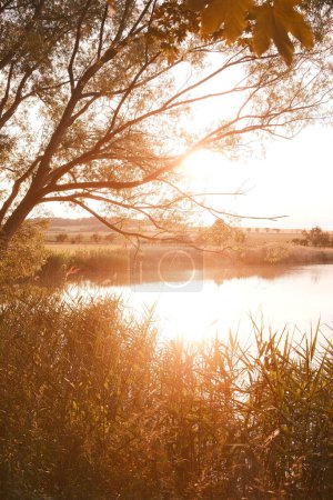 Téléchargez les photos : Belle vue sur les arbres avec le soleil brille à travers les branches sur la côte du lac pittoresque pendant le coucher du soleil - en image libre de droit