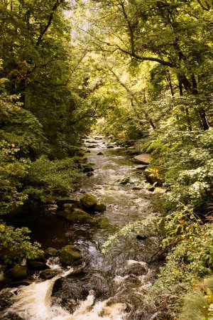 Foto de Hermoso río que fluye a través del bosque en el cañón Bode en las montañas Harz - Imagen libre de derechos