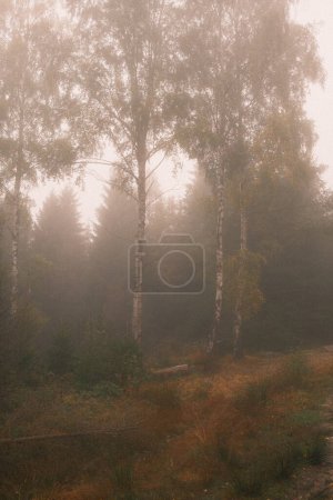 Téléchargez les photos : Belle vue sur la forêt d'automne avec brouillard - en image libre de droit