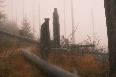 Foto de Bosque con árboles secos caídos en la niebla - Imagen libre de derechos