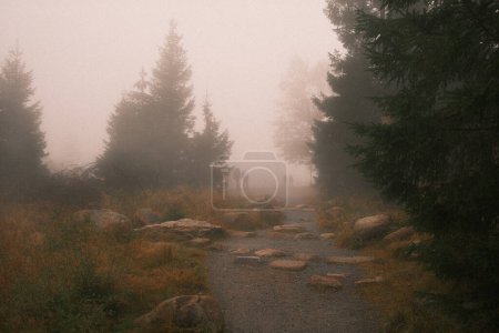 Téléchargez les photos : Groupe de personnes marchant sur le sentier dans la forêt brumeuse - en image libre de droit