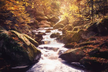 Téléchargez les photos : Petit ruisseau traversant une forêt d'automne colorée dans l'Ilsetal, le parc national du Harz - en image libre de droit