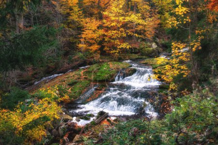 Téléchargez les photos : Petit ruisseau traversant une forêt d'automne colorée dans l'Ilsetal, le parc national du Harz - en image libre de droit