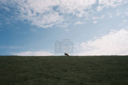 vista de ángulo bajo de ovejas pastando en prado verde herboso en el campo 