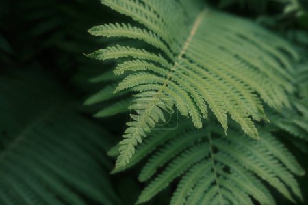 beautiful green fern leaves in the forest, close up    