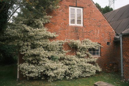beautiful old brick house in the garden