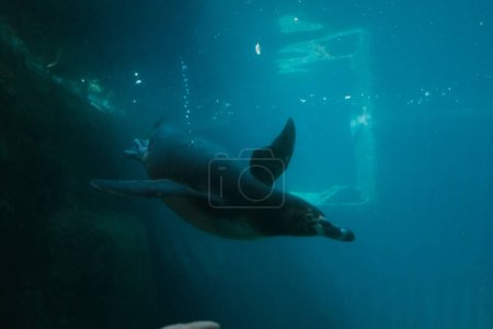 vista submarina de hermosa criatura marina nadando en agua turquesa    