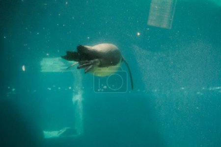 vista submarina de hermosa criatura marina nadando en agua turquesa    