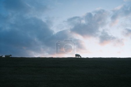 beautiful shot of sheep grazing on a grassy meadow under blue sky at sunset          