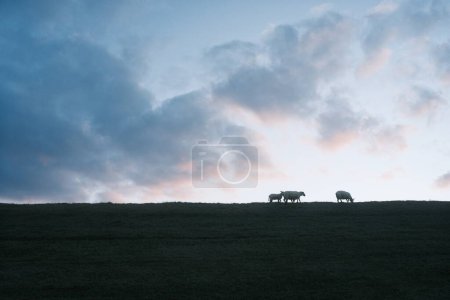 beautiful shot of sheep grazing on a grassy meadow under blue sky at sunset          