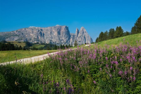 Foto de Alpe di Siusi o Seiser Alm, Dolomitas Alpes. Montura Sciliar. Trentino Alto Adige Sud Tyrol, Italia, Europa - Imagen libre de derechos