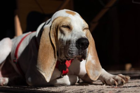 Téléchargez les photos : Spanish bloodhound dog lying down and dozing under the sun rays. Picture of a cute white and brown hunting dog relaxing in his house. - en image libre de droit