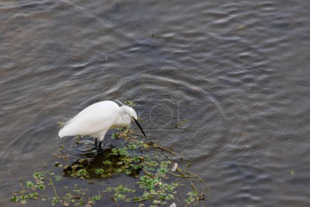 Photo for Egretta garzetta, also known as little egret, fishing at Onyar river in Girona. Beautiful white egret in freedom. - Royalty Free Image