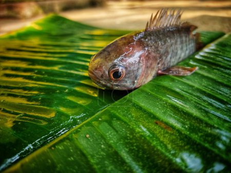 Photo for Anabas fish on green banana leaf HD - Royalty Free Image