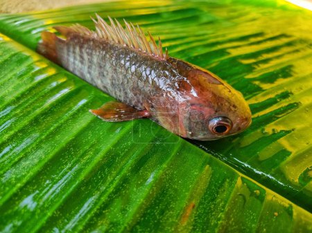 Photo for Anabas fish on green banana leaf HD - Royalty Free Image