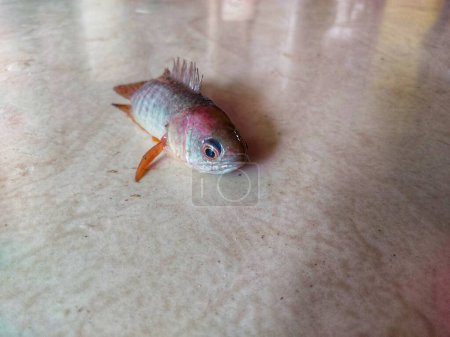 Photo for Anabas fish on floor close up with eyes HD - Royalty Free Image