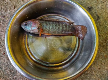 Foto de Anabas peces en plato de cerca con los ojos HD - Imagen libre de derechos
