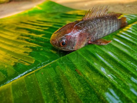 Foto de Anabas pescado en hoja de plátano verde HD - Imagen libre de derechos