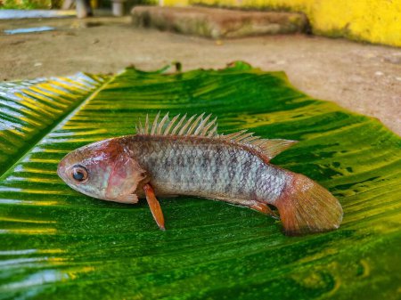 Photo for Anabas perch fish on banana leaf ready for cooking HD - Royalty Free Image