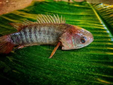 Photo for Anabas perch fish on banana leaf ready for cooking HD - Royalty Free Image